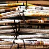 A beautiful image featuring Paper, Paper Product, Newsprint, Newspaper, News Image of Paper
