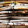 A beautiful image featuring Paper, Paper Product, Newsprint, Newspaper, News Image of Paper