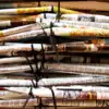 A beautiful image featuring Paper, Paper Product, Newsprint, Newspaper, News Image of Paper