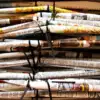 A beautiful image featuring Paper, Paper Product, Newsprint, Newspaper, News Image of Paper