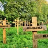 A beautiful image featuring Wood, Cross, Plant community, Groundcover, Spring Image of Wood