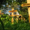 A beautiful image featuring Nature, Natural environment, Vegetation, Cross, Plant community Image of Nature