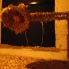Image of Brown